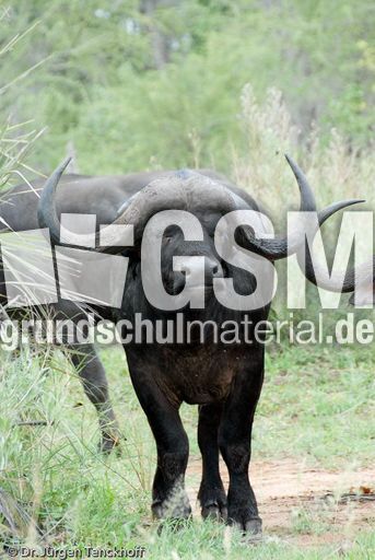 Afrikanischer Büffel (97 von 102).jpg